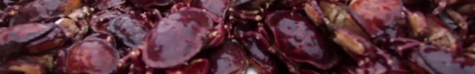 A photogrph of live chilean crab