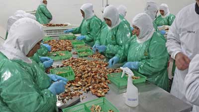 A photograph of workers processing Chilean crab meat.
